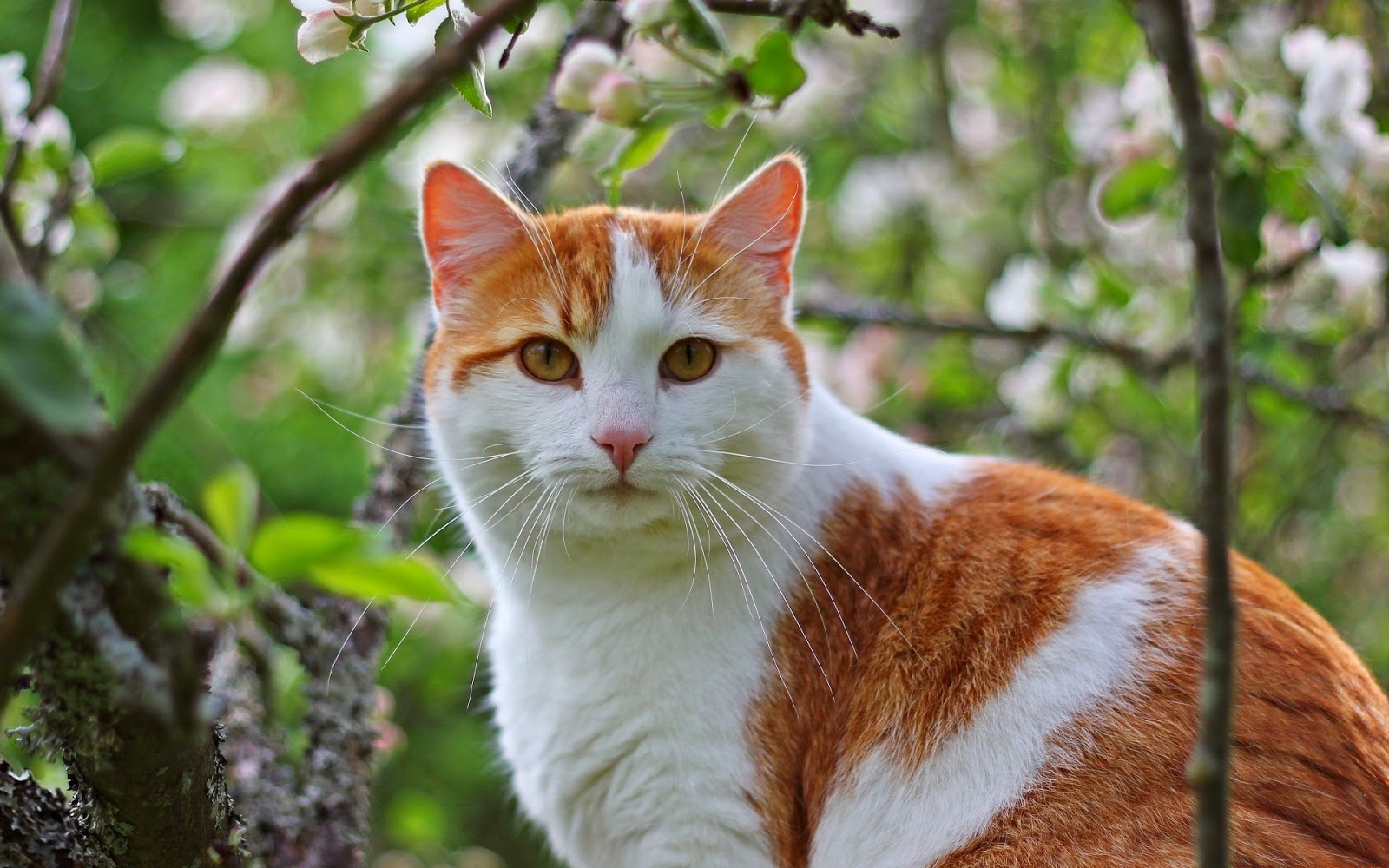 Kucing02.jpg