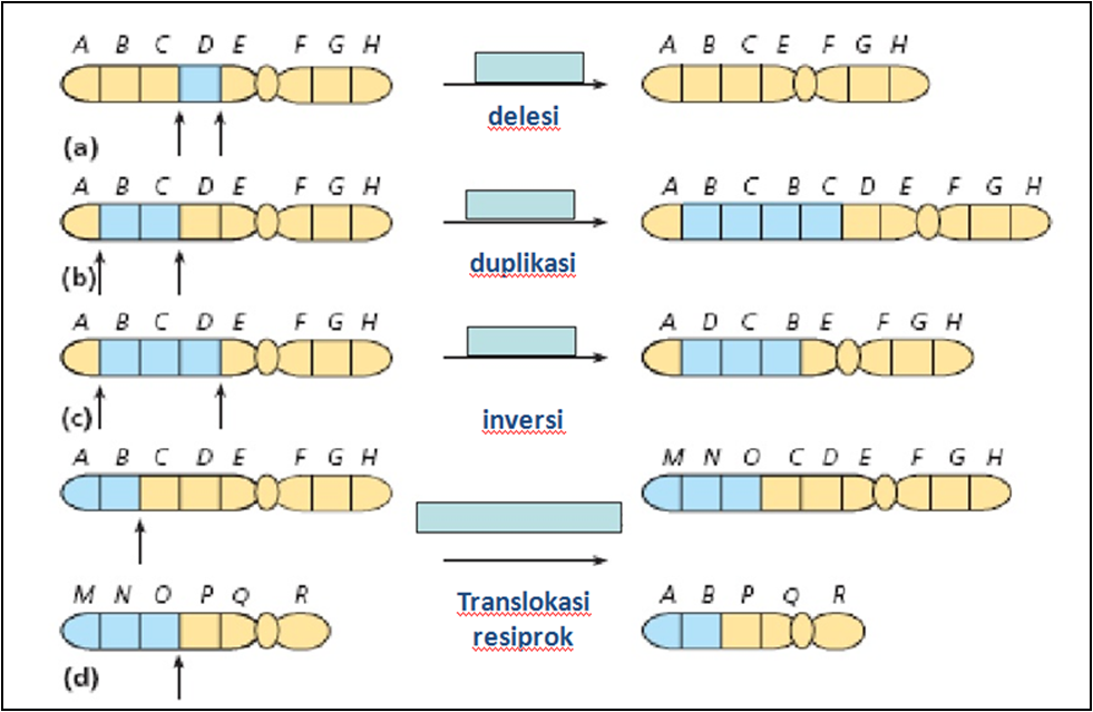 Mutasi%2BKromosoom.png