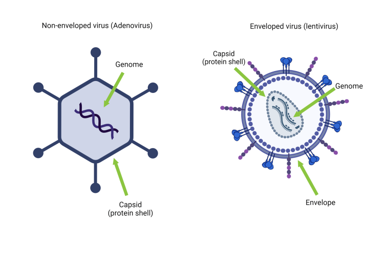 What%20is%20a%20virus_figure1-min.png