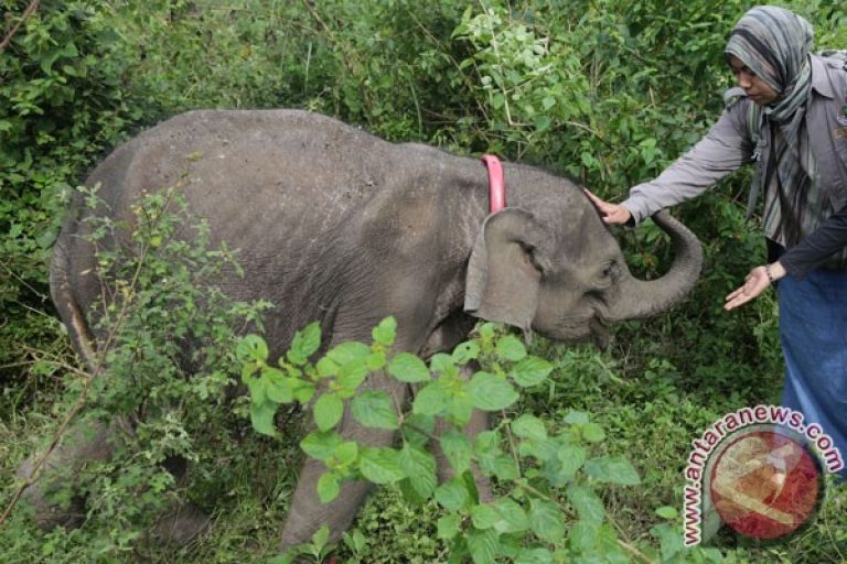 20170123antarafoto-perawatan-anak-gajah-liar--210117-irp-1.jpg