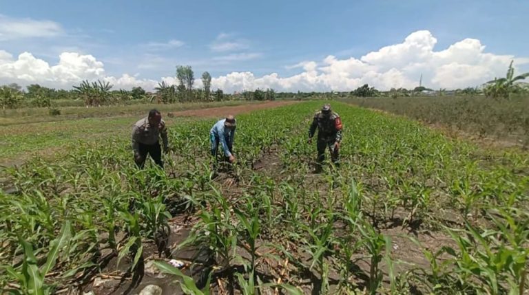 IMG-20260706-WA0010